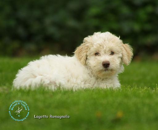 Lagotto Romagnollo 8T19D-24.JPG